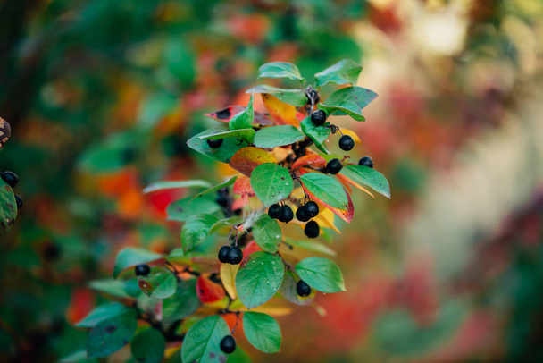 Berry on cotoneaster branch on fall bokeh background. Bearberry shrub with autumn leaves close-up. Fall multicolor leaves of green red yellow orange colors. Autumn backdrop with colorful rich flora. - Photo, Image