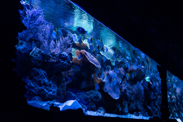 fishes swimming under water in aquarium with blue lighting - Foto, Bild