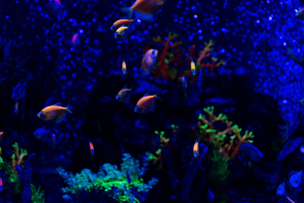 peces nadando bajo el agua en el acuario con iluminación de neón
 - Foto, Imagen