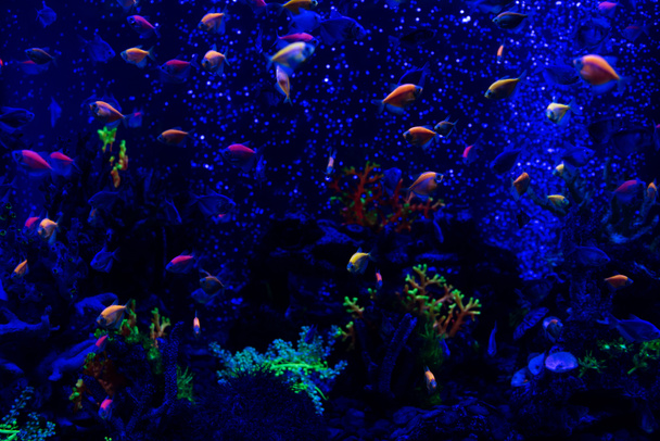 fishes swimming under water in aquarium with neon lighting - Photo, Image