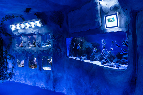 peces nadando bajo el agua en acuarios con iluminación azul en el oceanario
 - Foto, imagen