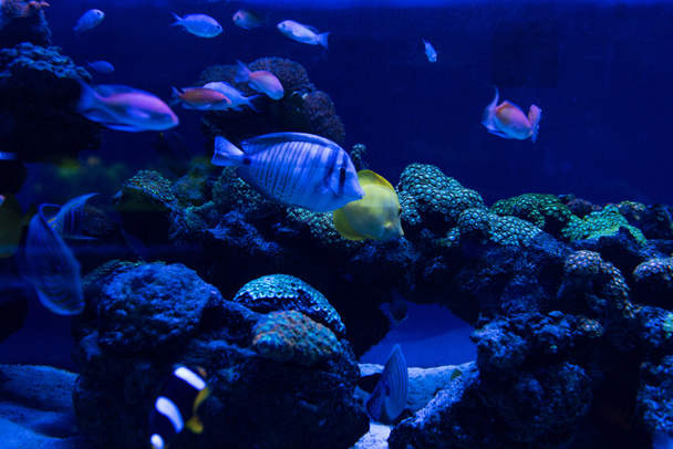 peces nadando bajo el agua en el acuario con iluminación azul
 - Foto, Imagen
