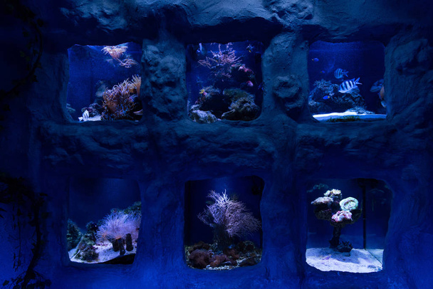 halak úsznak víz alatt akváriumokban az oceanáriumban - Fotó, kép