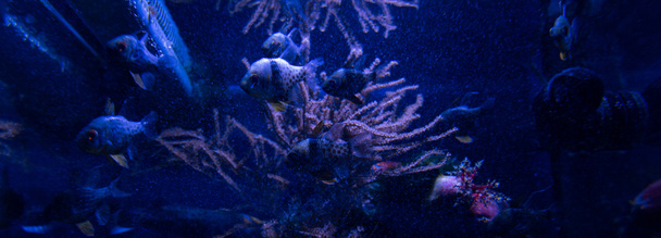 fishes swimming under water in aquarium with blue lighting, panoramic shot - Foto, afbeelding