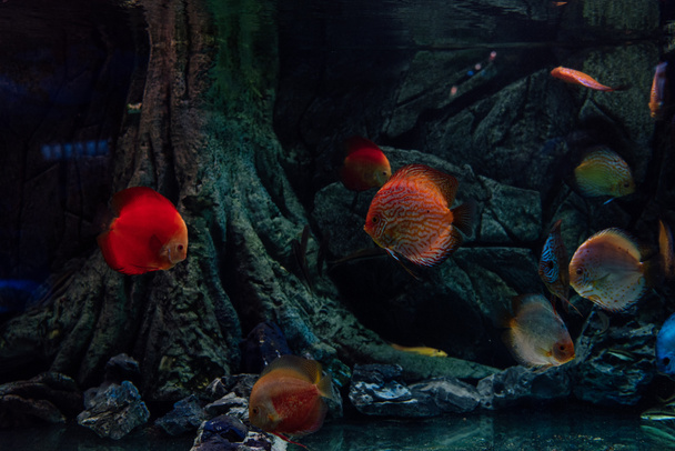 goldfishes swimming under water in aquarium - Фото, изображение