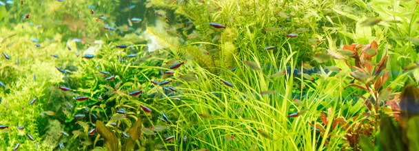 malé ryby plavající pod vodou mezi zelenými řasami v akváriu, panoramatický výstřel - Fotografie, Obrázek
