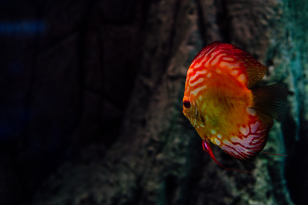 červená ryba plavající pod vodou v tmavém akváriu - Fotografie, Obrázek