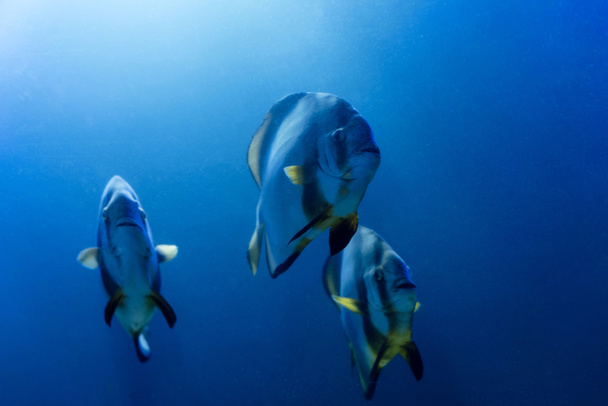 смугасті риби, що плавають під водою в акваріумі з синім освітленням
 - Фото, зображення