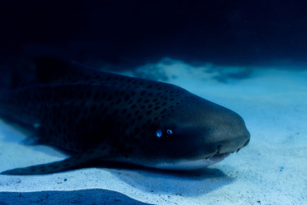 Wels bagre nadando bajo el agua en acuario oscuro
 - Foto, imagen
