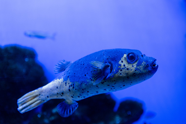 青いネオンが灯る水族館で泳ぐ魚は - 写真・画像