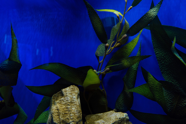 zelená rostlina s listy a kameny pod vodou v akváriu s modrým osvětlením - Fotografie, Obrázek
