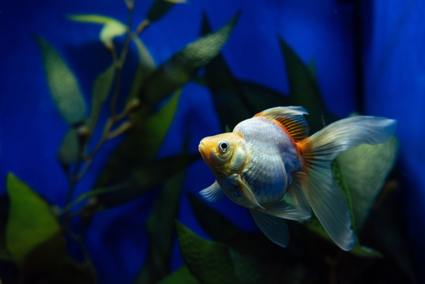 Золота рибка плаває під водою в акваріумі з зеленою рослиною
 - Фото, зображення