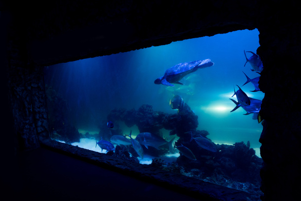 peces nadando bajo el agua en el acuario con iluminación azul
 - Foto, imagen