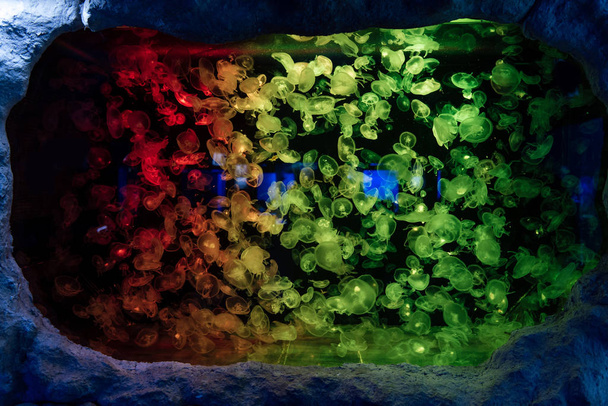 μέδουσες που κολυμπούν κάτω από το νερό στο ενυδρείο με πολύχρωμο φωτισμό νέον - Φωτογραφία, εικόνα