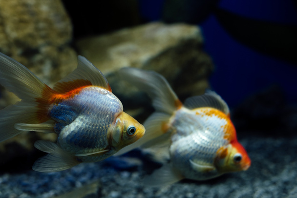 selective focus of goldfishes swimming under water in aquarium - Photo, Image