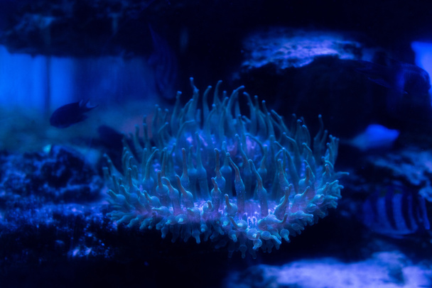 coral debaixo de água em aquário com iluminação azul
 - Foto, Imagem