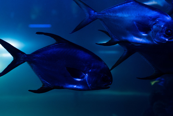 fishes swimming under water in aquarium with blue lighting - Foto, Imagem