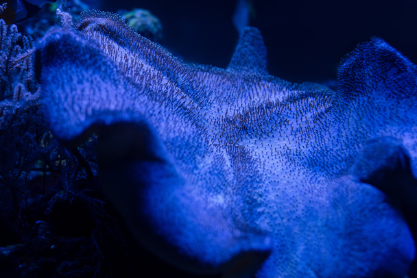 fish swimming under water in aquarium with blue lighting - Foto, Imagem