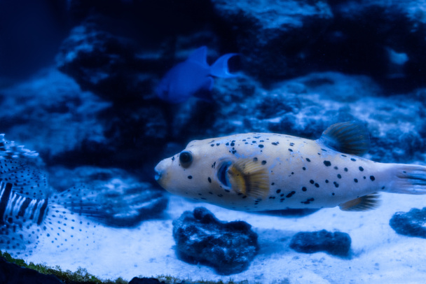 exotische vissen zwemmen onder water in aquarium met blauwe verlichting - Foto, afbeelding