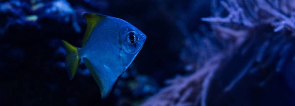 exotické ryby plavající pod vodou v tmavém akváriu s modrým osvětlením, panoramatický záběr - Fotografie, Obrázek