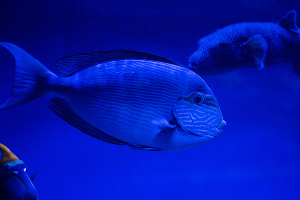 青いネオンが灯る水族館で泳ぐ魚たち - 写真・画像