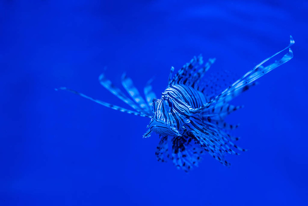 экзотические полосатые рыбы, плавающие под водой в аквариуме с синим неоновым освещением
 - Фото, изображение