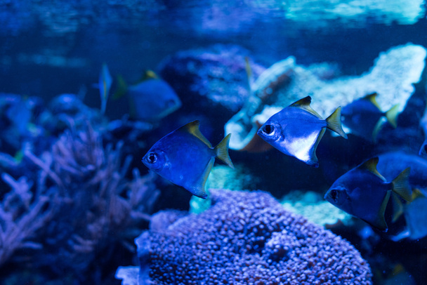 ψάρια που κολυμπούν κάτω από το νερό στο ενυδρείο με μπλε φωτισμό - Φωτογραφία, εικόνα