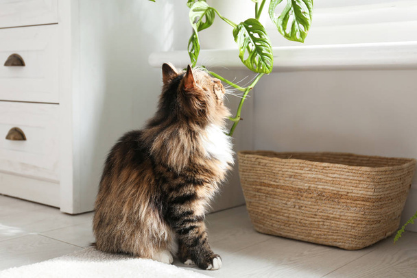 Adorable cat playing with houseplant at home - Foto, immagini