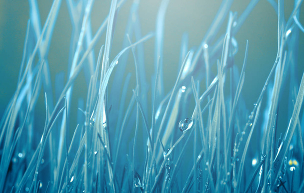 Grass with water drops. Soft focus nature background. - Photo, Image