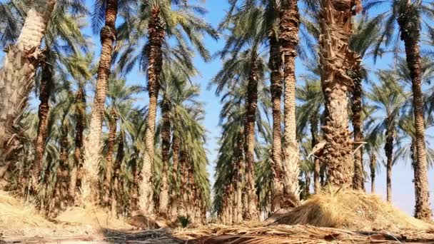 Hain von Dattelpalmen in der Region des Toten Meeres. Trockener Boden und hohe, schöne Palmen mit Datteln. - Filmmaterial, Video