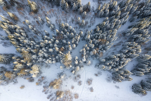 Winter forest with frosty trees, aerial view. Coniferous tree. Russian - Fotó, kép
