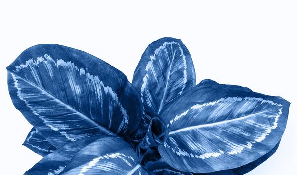 Close up of blue dumb cane plant over white background - 写真・画像