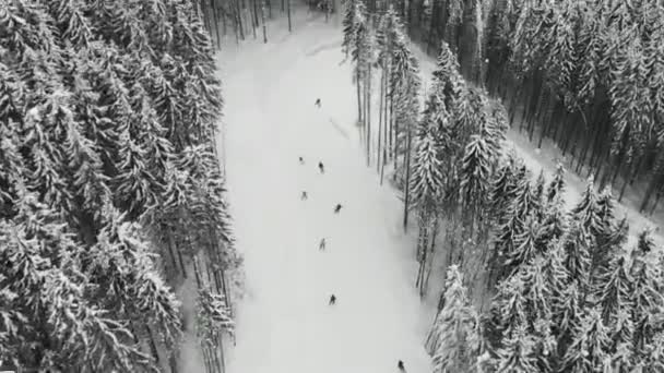 carrera de esquí entre el bosque de abetos con un giro pronunciado
 - Metraje, vídeo