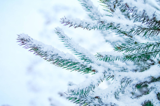 winter tree in park background - Φωτογραφία, εικόνα