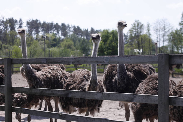 ostrich family behind fence ostrich farm - Photo, Image