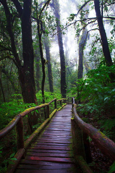 colina floresta perene de Doi Inthanon National Park
 - Foto, Imagem