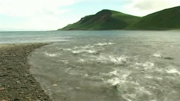 Лосось з берега на мілкій воді - Кадри, відео