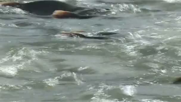 Salmon in the river - Footage, Video