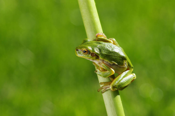 草の上の緑の木のカエル  - 写真・画像