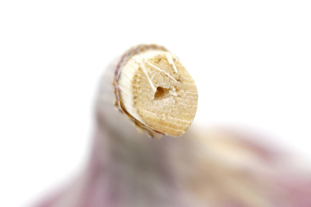 Bulbo de ajo rojo seco sobre fondo blanco
 - Foto, imagen
