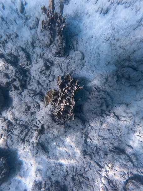 Corail solitaire au fond de la mer bleue
 - Photo, image