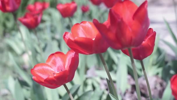 vörös tulipánbimbók egy napos nyári napon. Gyönyörű tulipán virágok a kertben - Felvétel, videó
