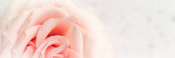 Zachte focus, abstracte bloemenachtergrond, roze rozenbloem. Blauwe wijting  - Foto, afbeelding