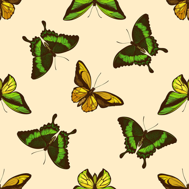 Seamless pattern with hand drawn colored ornithoptera croesus lydius, papilio palinurus, ornithoptera goliath - Vector, Imagen