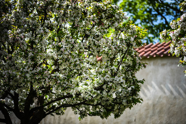 summer tree with flowers close up view - Photo, Image