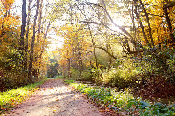 Beautiful Scenic Autumn Path through the Woods - Valokuva, kuva