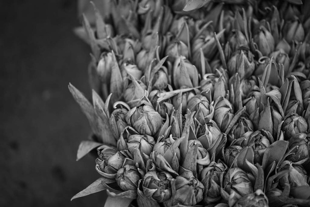 hermosos tulipanes naturales vista de cerca
 - Foto, Imagen