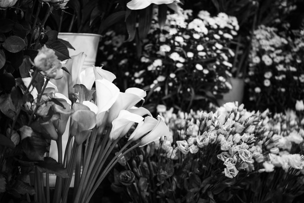 Calla Lilie Blume aus nächster Nähe - Foto, Bild