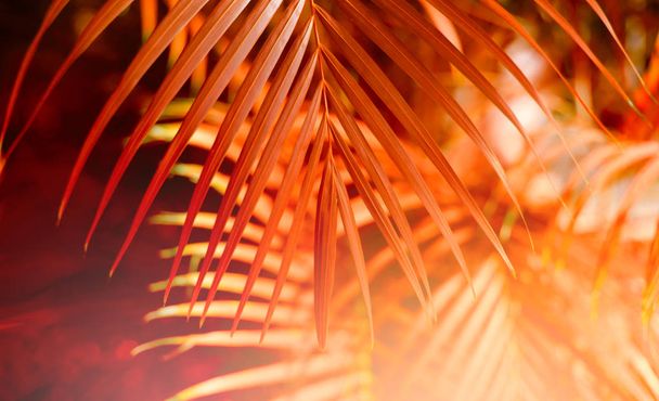  Palm leaf. Tropical plants. Nature blur background. - Photo, Image