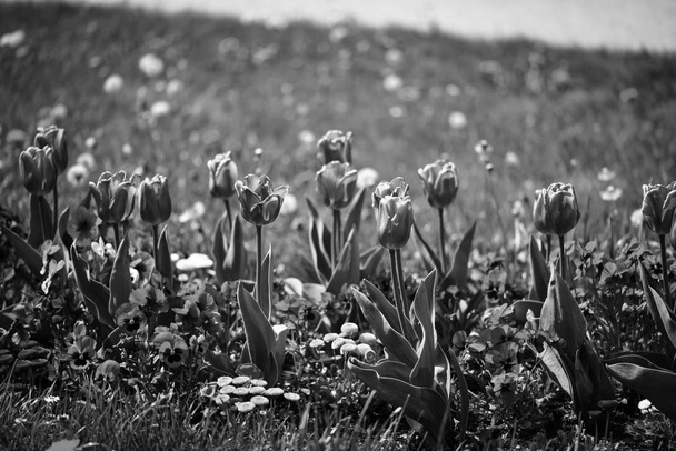 mooie natuurlijke tulpen van dichtbij bekijken - Foto, afbeelding